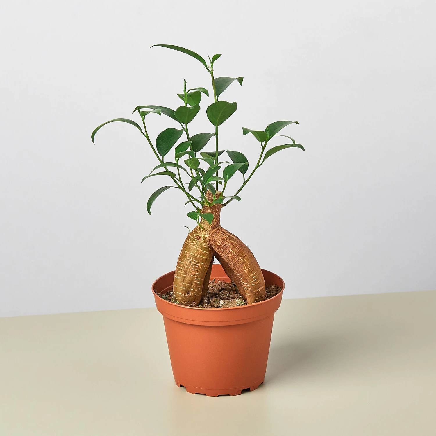 Ficus 'Ginseng' 1 Ficus 'Ginseng'
