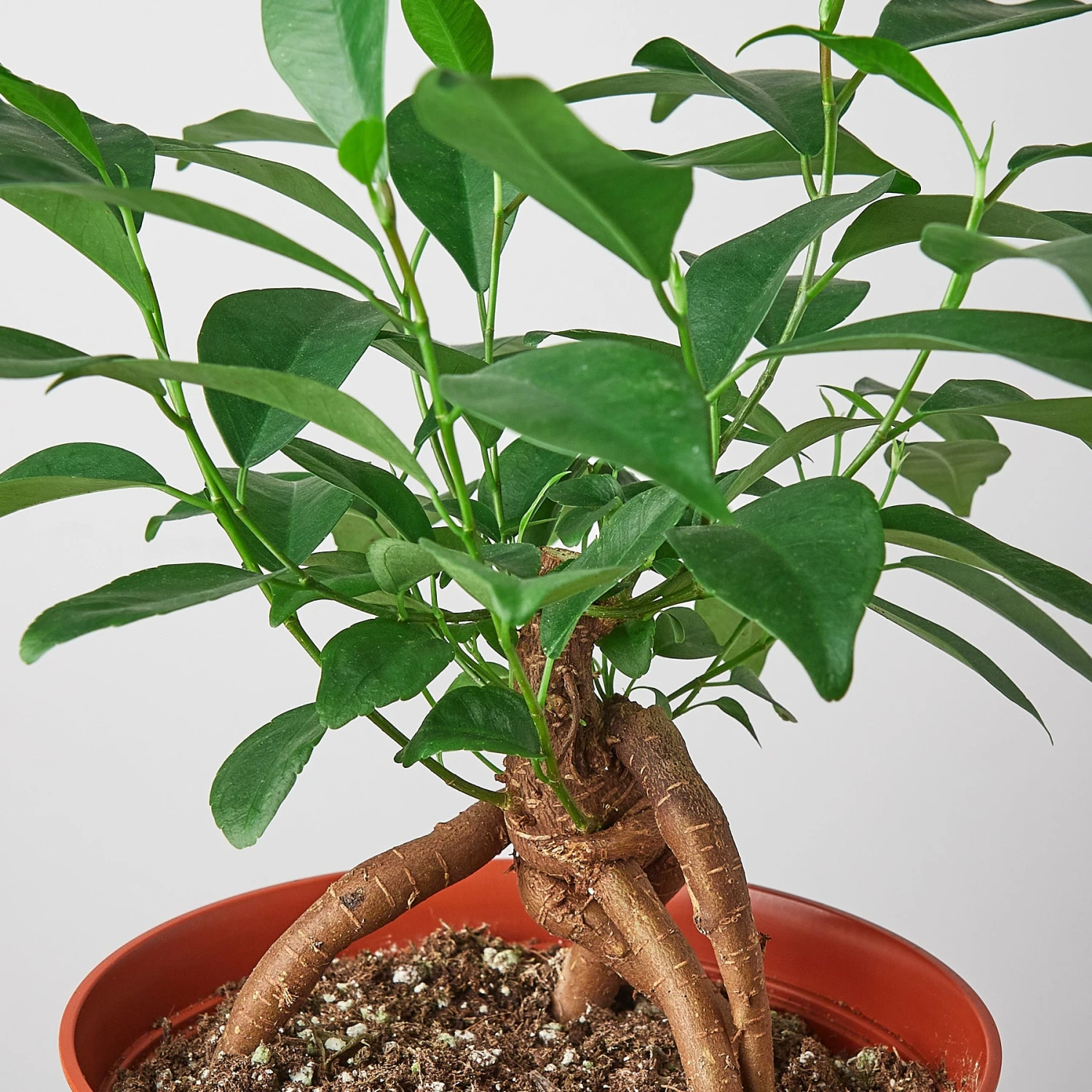 Ficus 'Ginseng' 5 Ficus 'Ginseng' - Image 5