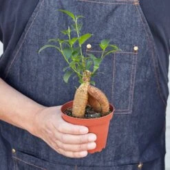 Ficus 'Ginseng' 9 Ficus 'Ginseng' -Plant house 1 Ficus Ginseng HOLD 4