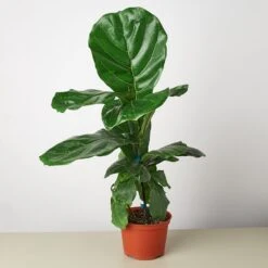 Ficus Lyrata 'Fiddle Leaf Fig' 11 Ficus Lyrata 'Fiddle Leaf Fig' -Plant house 1 Ficus Lybata 6