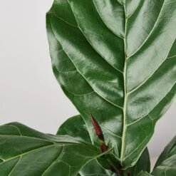 Ficus Lyrata 'Fiddle Leaf Fig' 12 Ficus Lyrata 'Fiddle Leaf Fig' -Plant house 1 Ficus Lybata 6 DETAIL 5b609303 8c2d 4912 afb9 5197b338b831