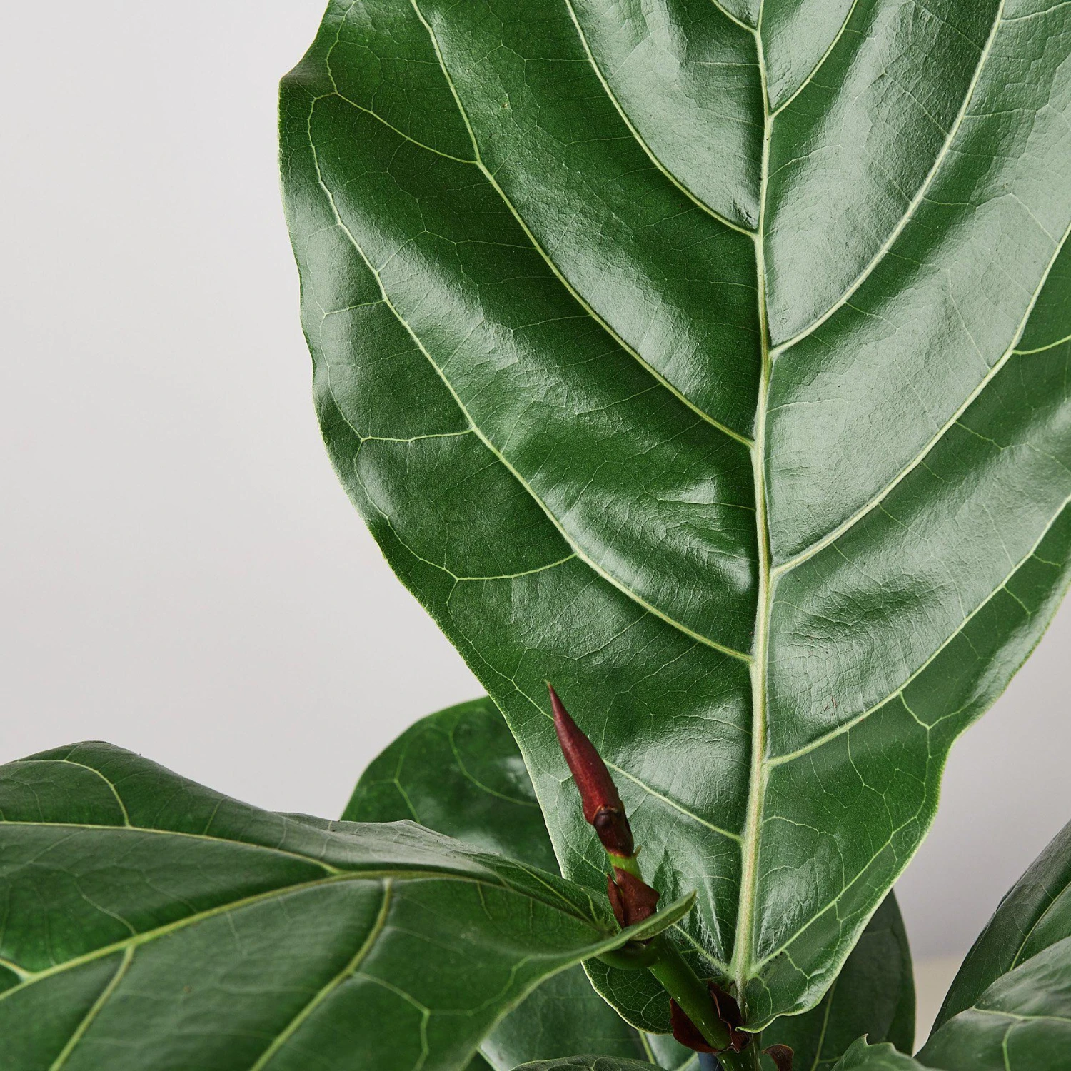 Ficus Lyrata 'Fiddle Leaf Fig' 5 Ficus Lyrata 'Fiddle Leaf Fig' - Image 5