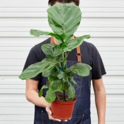 Ficus Lyrata 'Fiddle Leaf Fig' 13 Ficus Lyrata 'Fiddle Leaf Fig' -Plant house 1 Ficus Lybata 6 HOLD