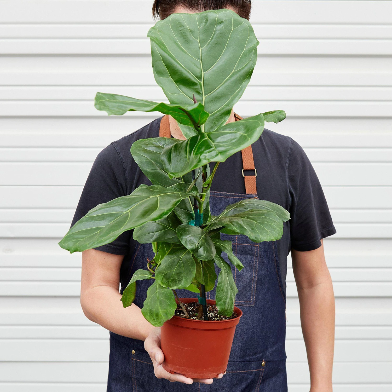 Ficus Lyrata 'Fiddle Leaf Fig' 6 Ficus Lyrata 'Fiddle Leaf Fig' - Image 6