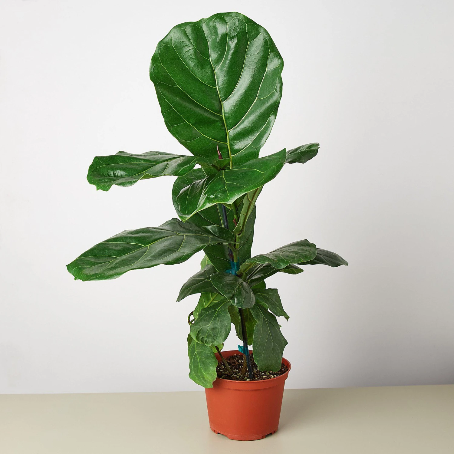 Ficus Lyrata 'Fiddle Leaf Fig' 4 Ficus Lyrata 'Fiddle Leaf Fig' - Image 4
