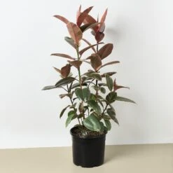 Ficus Elastica 'Ruby Pink' 17 Ficus Elastica 'Ruby Pink' -Plant house 1 Ficus RubyPink 10