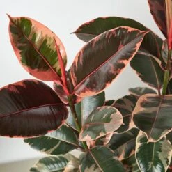 Ficus Elastica 'Ruby Pink' 16 Ficus Elastica 'Ruby Pink' -Plant house 1 Ficus RubyPink 10 DETAIL