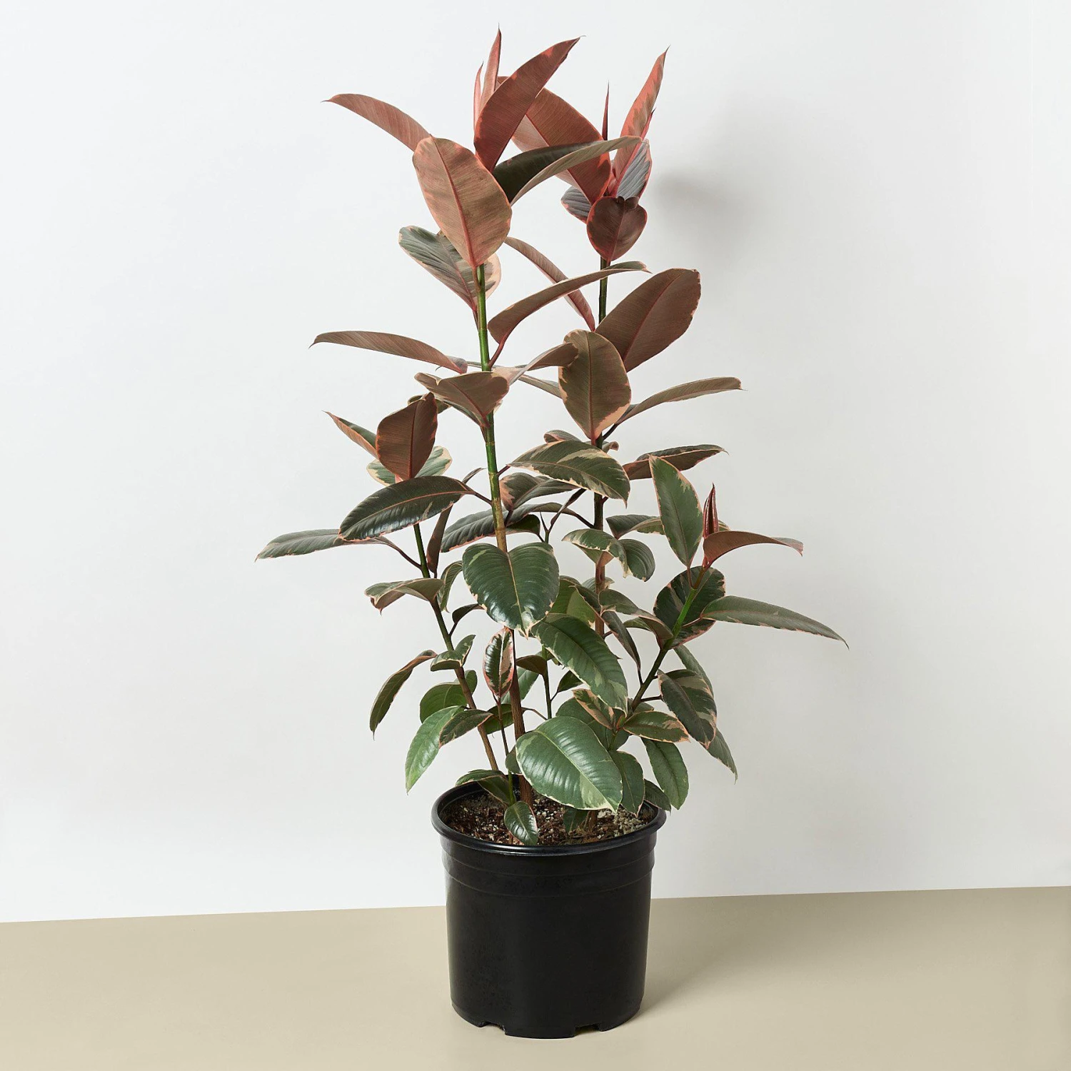 Ficus Elastica 'Ruby Pink' 9 Ficus Elastica 'Ruby Pink' - Image 9