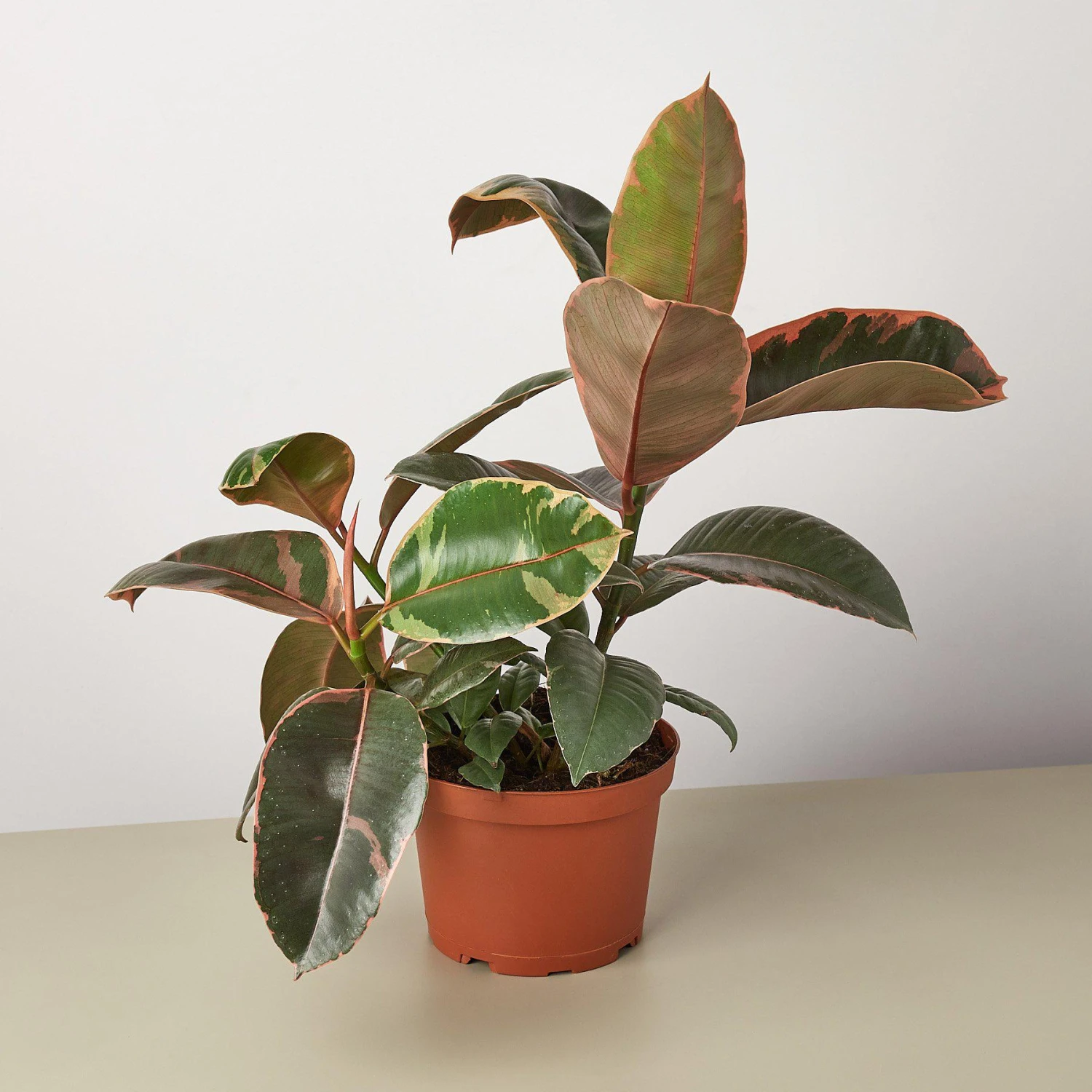 Ficus Elastica 'Ruby Pink' 1 Ficus Elastica 'Ruby Pink'