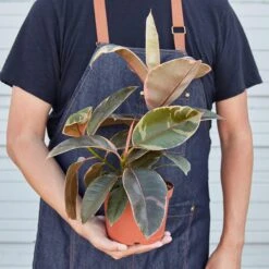 Ficus Elastica 'Ruby Pink' 11 Ficus Elastica 'Ruby Pink' -Plant house 1 Ficus RubyPink HOLD 6