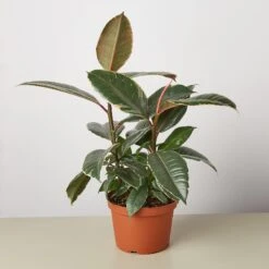 Ficus Elastica 'Tineke' 8 Ficus Elastica 'Tineke' -Plant house 1 Ficus Tineke 6 8295df4f f545 44d0 9482 8199435a9fbe