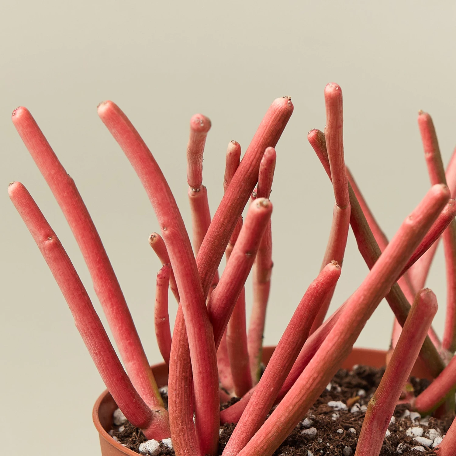 Succulent Euphorbia Tirucalli 'Fire Sticks' 2 Succulent Euphorbia Tirucalli 'Fire Sticks' - Image 2