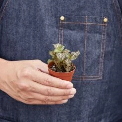 Fittonia 'Pink' -Plant house 1 Fittonia Pink HOLD 2