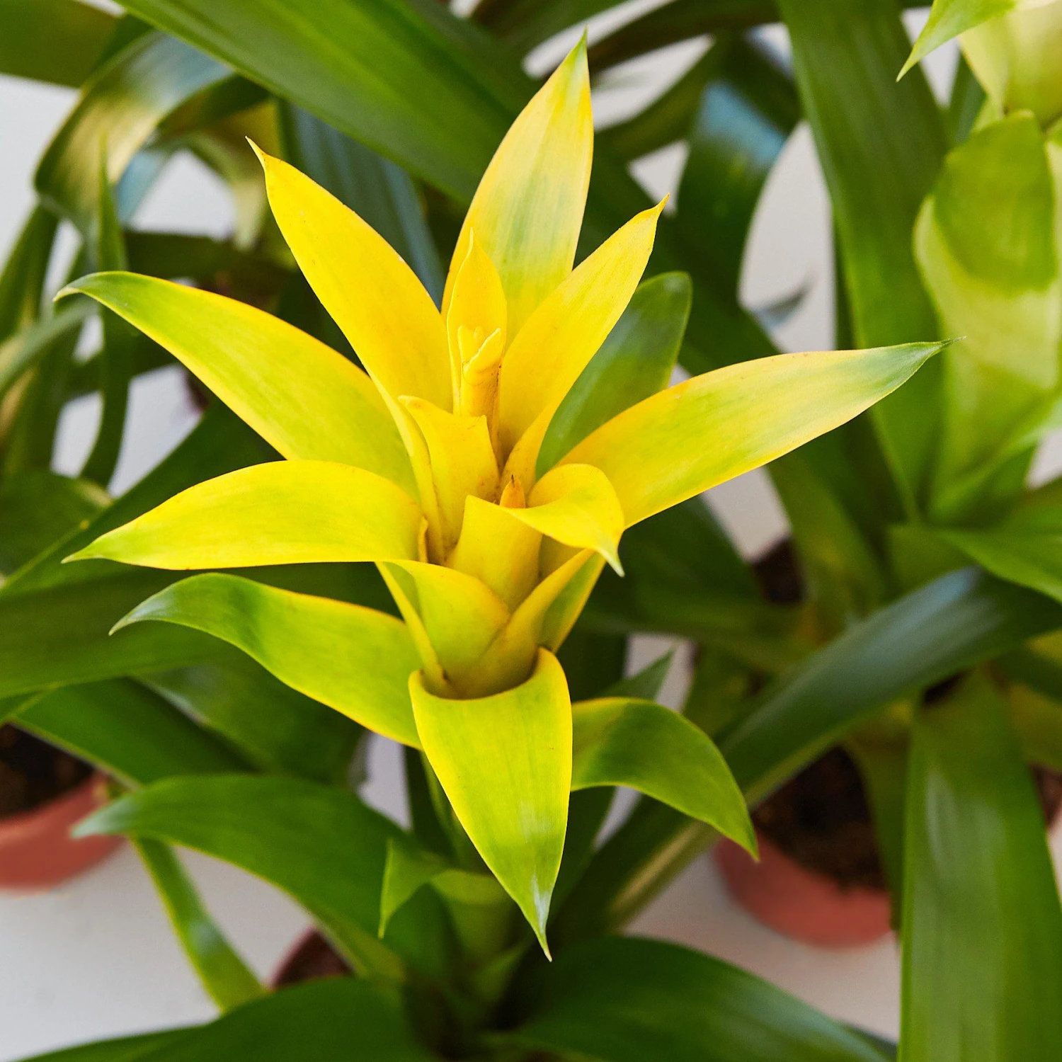 Bromeliad Guzmania 'Yellow' - 4" Pot 2 Bromeliad Guzmania 'Yellow' - 4" Pot - Image 2