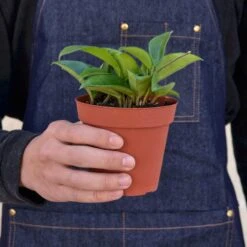 Hoya Carnosa 8 Hoya Carnosa -Plant house 1 Hoya Carnosa 4HOLD