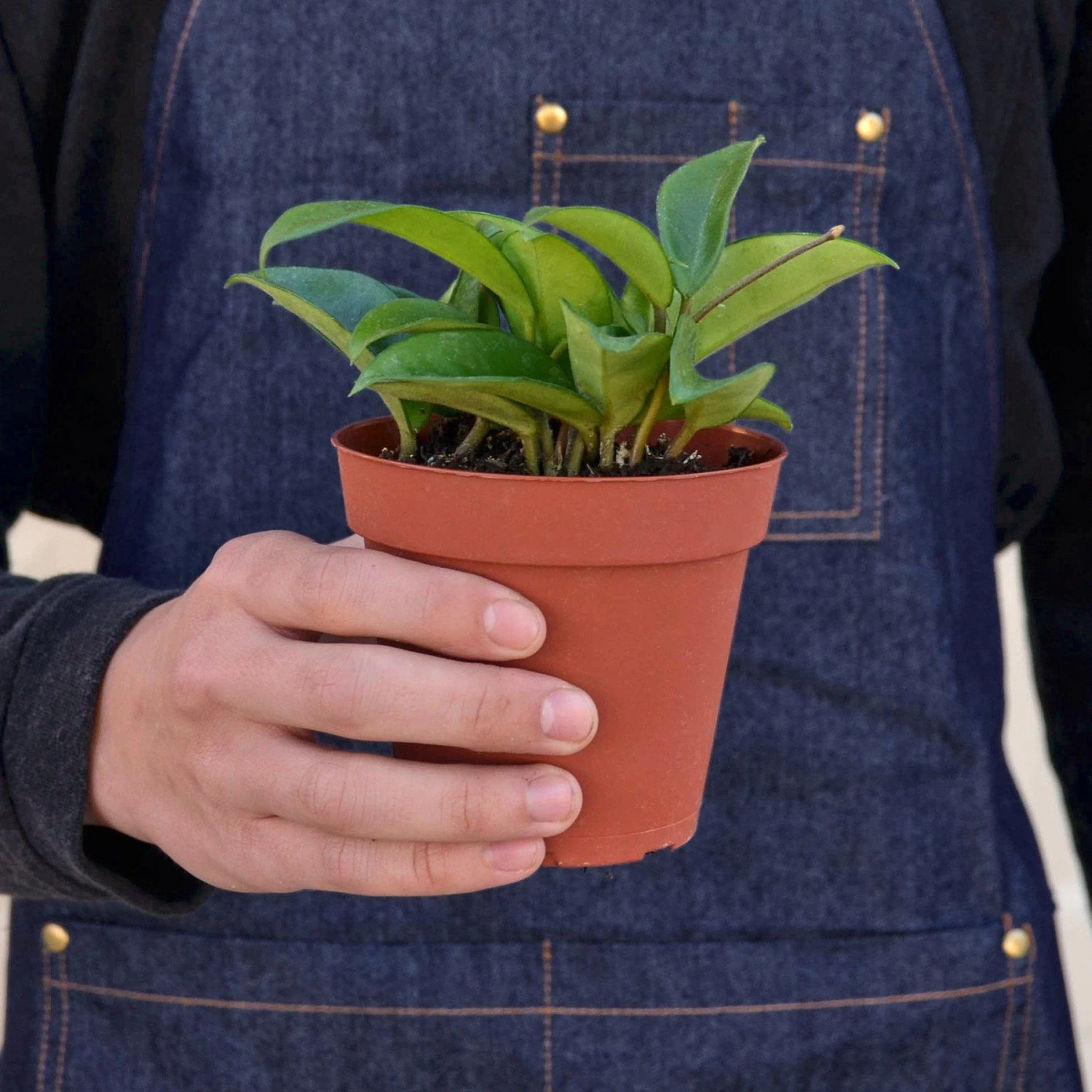 Hoya Carnosa 3 Hoya Carnosa - Image 3