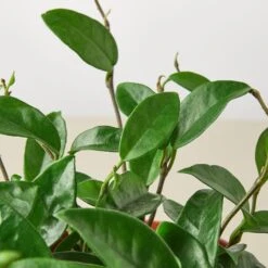 Hoya Carnosa 10 Hoya Carnosa -Plant house 1 Hoya Carnosa DETAIL 6