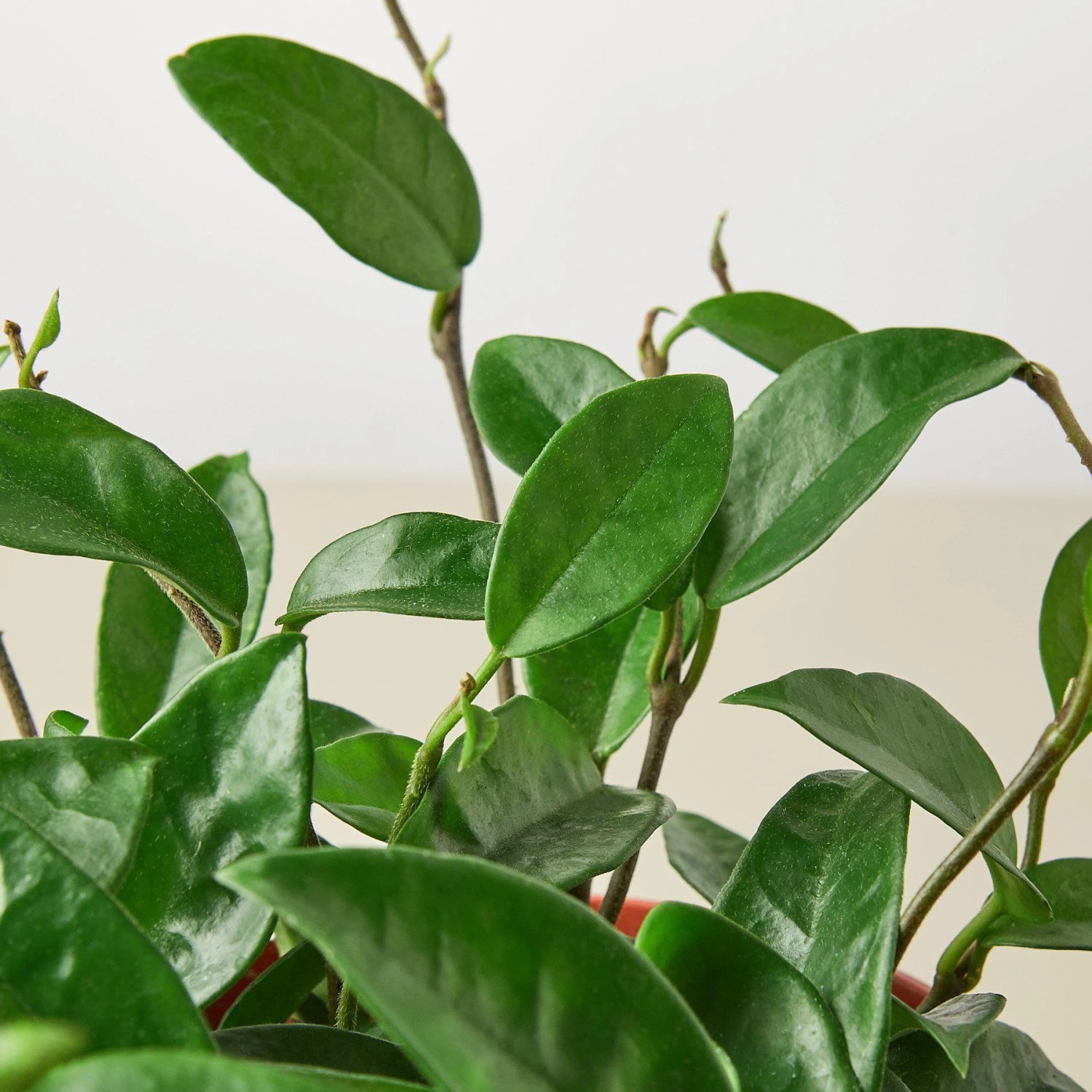 Hoya Carnosa 5 Hoya Carnosa - Image 5