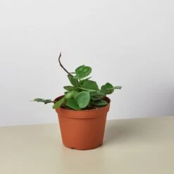 Hoya Carnosa 'Chelsea' 9 Hoya Carnosa 'Chelsea' -Plant house 1 Hoya Chelsea 6