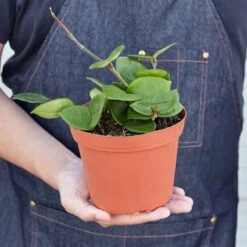 Hoya Carnosa 'Chelsea' 11 Hoya Carnosa 'Chelsea' -Plant house 1 Hoya Chelsea HOLD 6