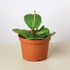 Hoya 'Sweetheart' 11 Hoya 'Sweetheart' -Plant house 1 Hoya Heart 6