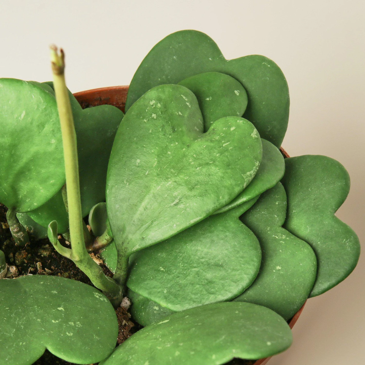 Hoya 'Sweetheart' 5 Hoya 'Sweetheart' - Image 5