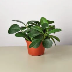 Hoya Obovata 9 Hoya Obovata -Plant house 1 Hoya Oborath 6