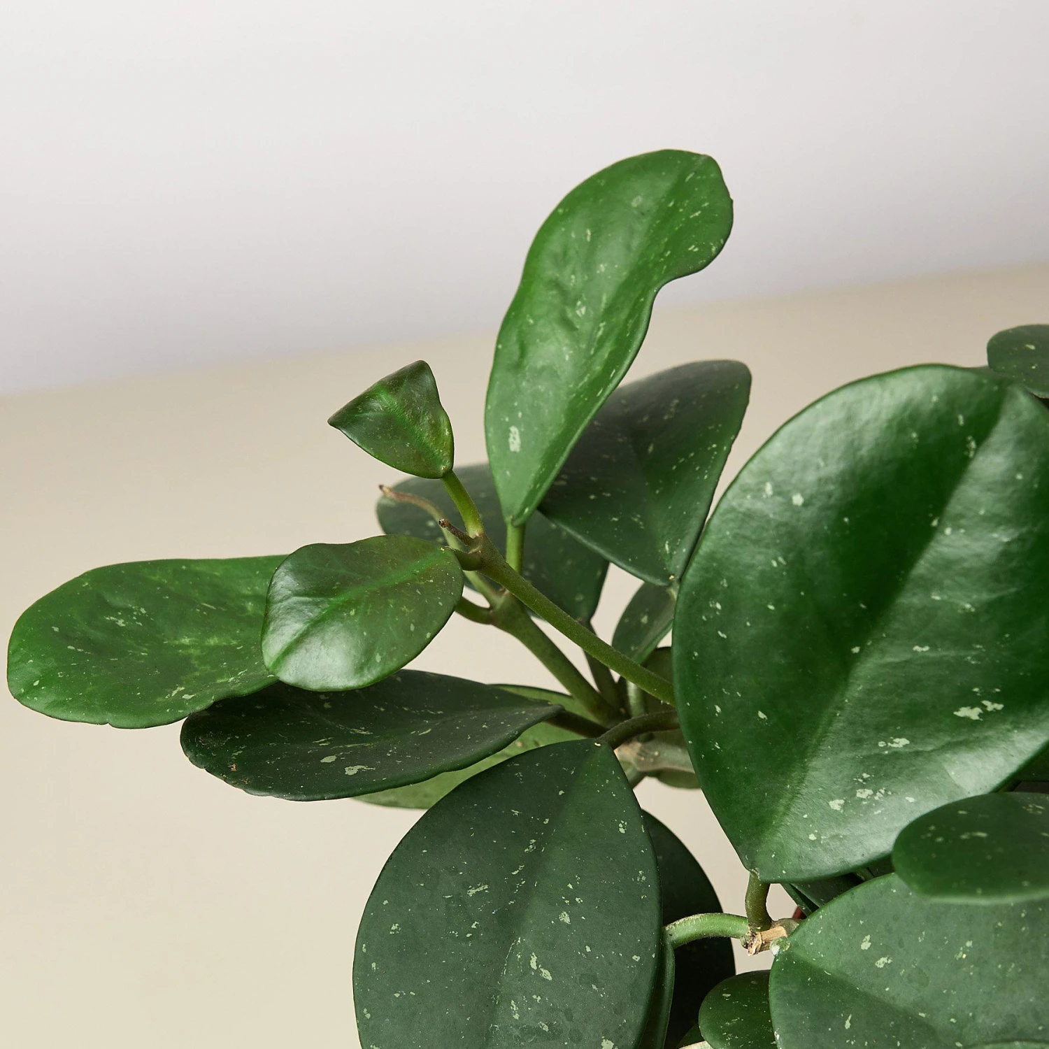 Hoya Obovata 5 Hoya Obovata - Image 5