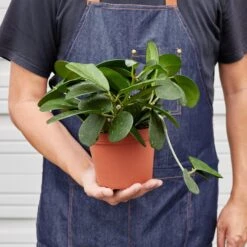 Hoya Obovata 11 Hoya Obovata -Plant house 1 Hoya Oborath 6 HOLD