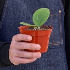 Hoya Obovata 8 Hoya Obovata -Plant house 1 Hoya Obovata 4HOLD