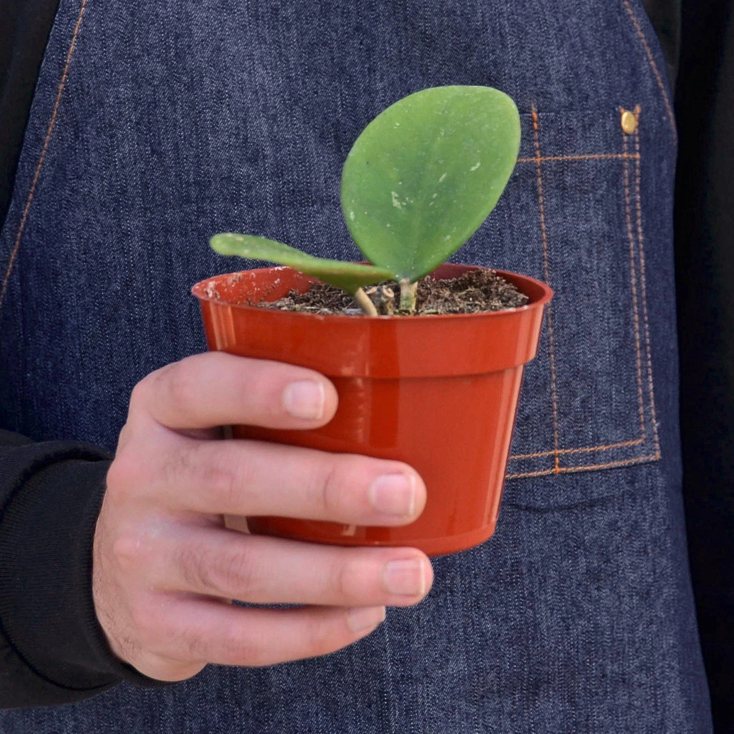 Hoya Obovata 3 Hoya Obovata - Image 3