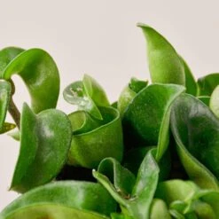 Hoya Rope Plant 13 Hoya Rope Plant -Plant house 1 Hoya RopePlant 4DETAIL