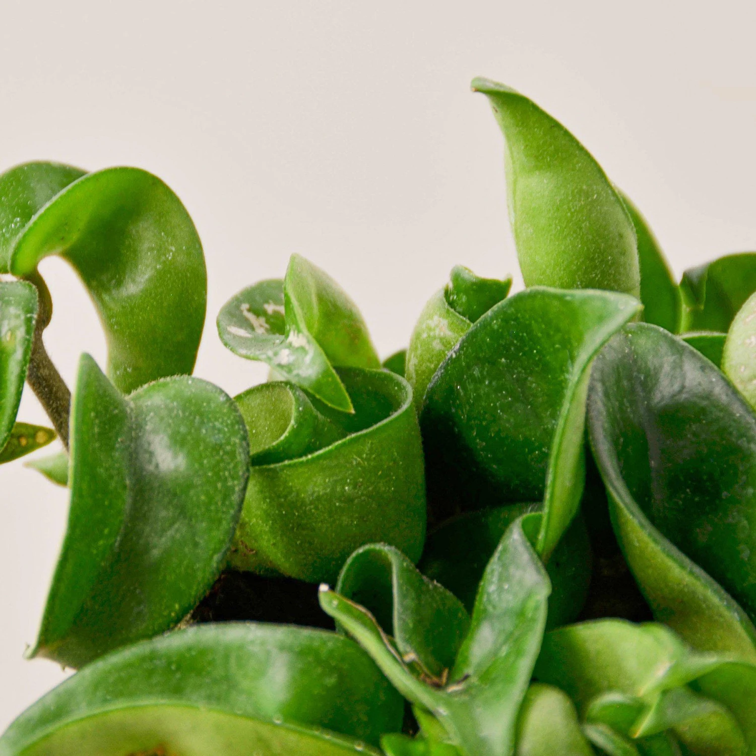 Hoya Rope Plant 5 Hoya Rope Plant - Image 5