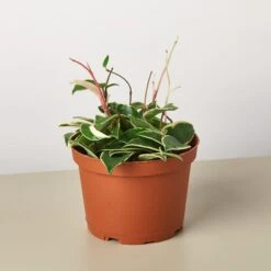 Hoya Carnosa 'Tricolor' 8 Hoya Carnosa 'Tricolor' -Plant house 1 Hoya Tricolor 6