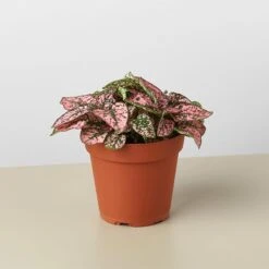 Hypoestes 'Polka Dot' -Plant house 1 Hypoestes Pink 4