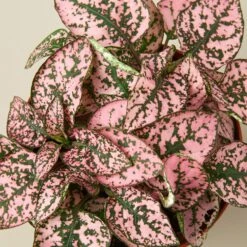 Hypoestes 'Polka Dot' -Plant house 1 Hypoestes Pink DETAIL 4