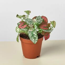 Hypoestes 'Polka Dot' -Plant house 1 Hypoestes Combo 2