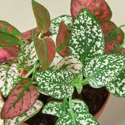 Hypoestes 'Polka Dot' -Plant house 1 Hypoestes Combo DETAIL 2