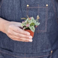 Hypoestes 'Polka Dot' -Plant house 1 Hypoestes Combo HOLD 2