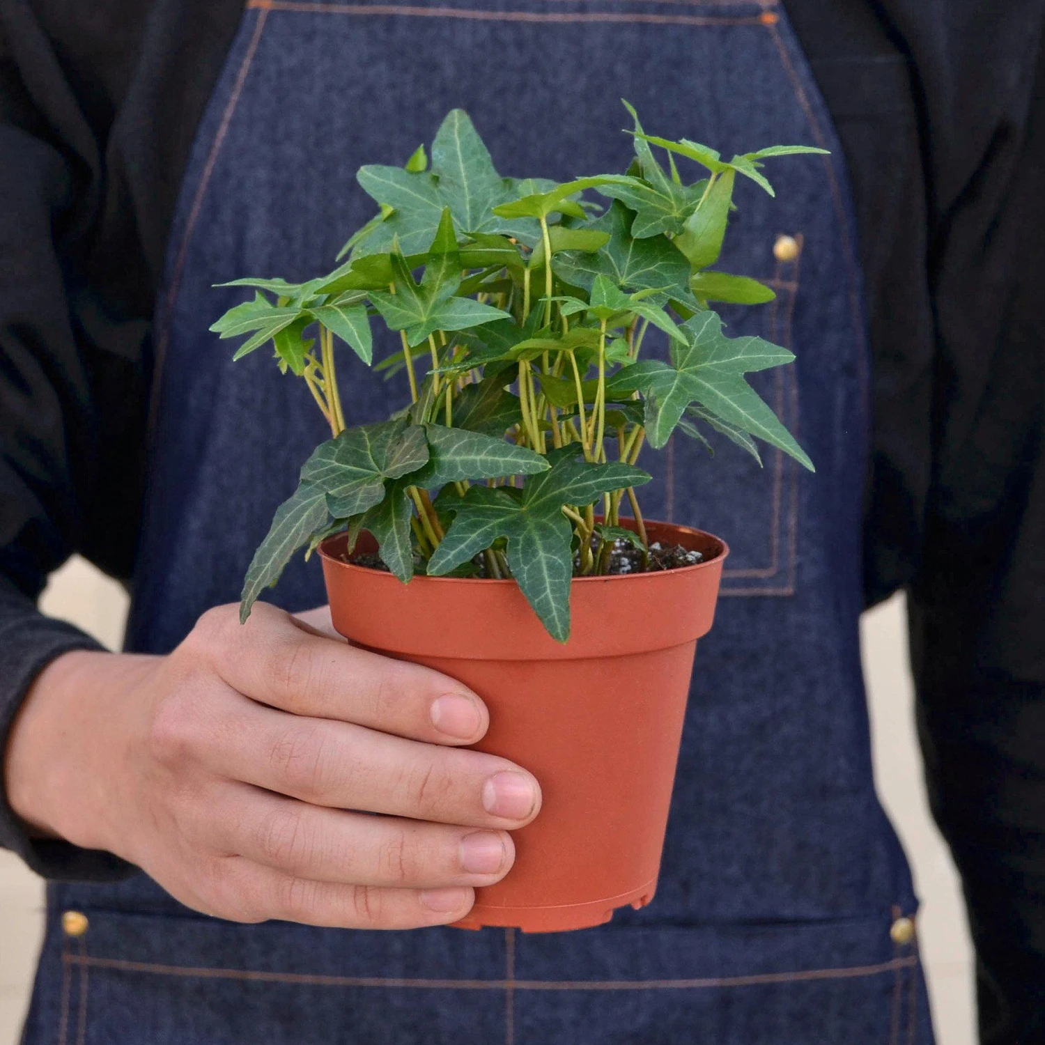 English Ivy 'Green California' 3 English Ivy 'Green California' - Image 3