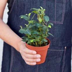 English Ivy 'Teardrop' -Plant house 1 Ivy Heart 4HOLD