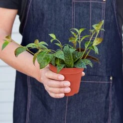 Lipstick 'Black Pagoda' -Plant house 1 Lipstick BlackPagoda 4HOLD