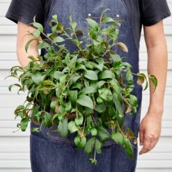 Lipstick 'Black Pagoda' -Plant house 1 Lipstick BlackPagoda 6 HOLD