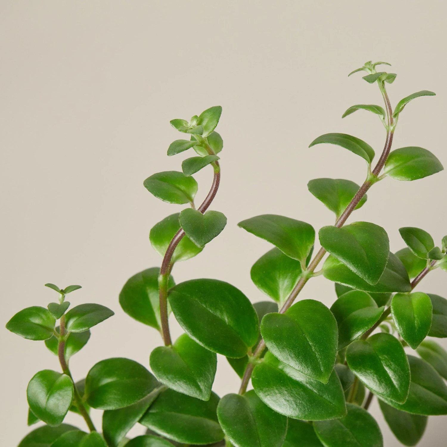 Lipstick Plant 2 Lipstick Plant - Image 2