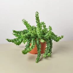 Curly Lipstick Plant -Plant house 1 Lipstick Curly 6 0