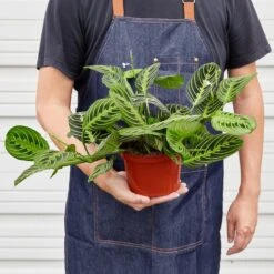 Maranta 'Lemon Lime' -Plant house 1 Maranta LemonLime 6 HOLD