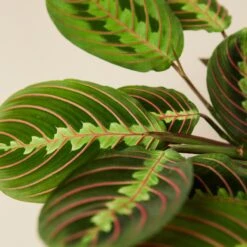 Front Page -Plant house 1 Maranta Red 4DETAIL