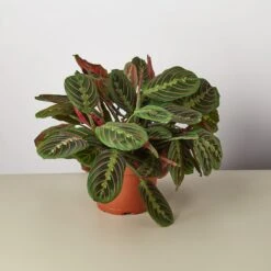 Maranta 'Red Prayer' -Plant house 1 Maranta RedPrayer 6