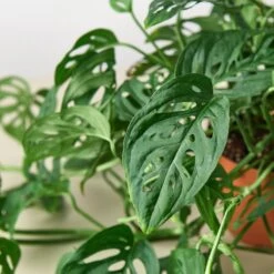 Monstera Adansonii 'Swiss Cheese' 17 Monstera Adansonii 'Swiss Cheese' -Plant house 1 Monstera SwissCheese DETAIL 6