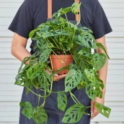 Monstera Adansonii 'Swiss Cheese' 18 Monstera Adansonii 'Swiss Cheese' -Plant house 1 Monstera SwissCheese HOLD 6